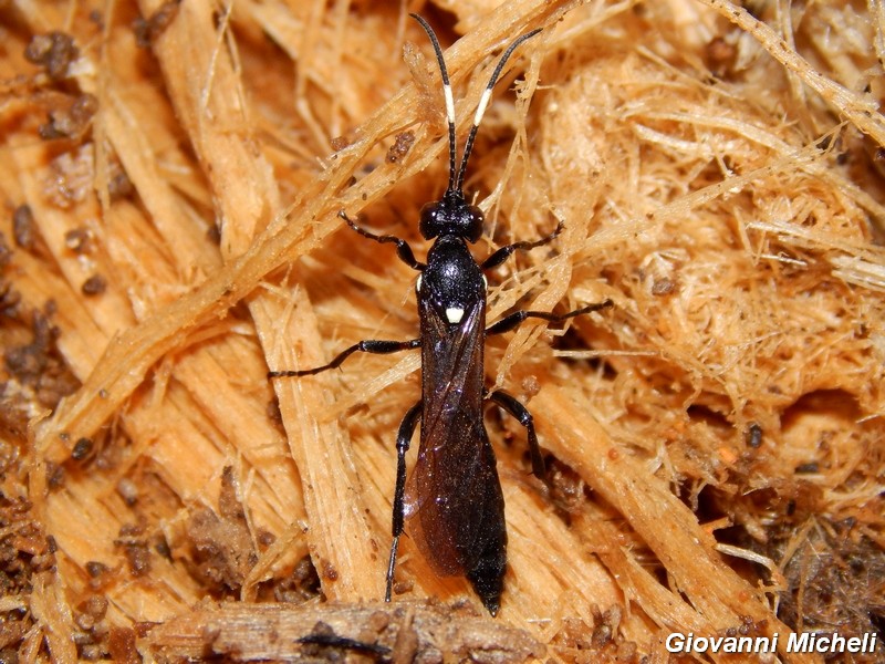 Sphecidae (?) in tronco marcescente No. Ichneumonidae